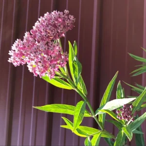 Pink Swamp Milkweed Live Plant, Asclepias Incarnata, Perennial Flower, Set of 2, 4-8 Inch Tall - Image 6
