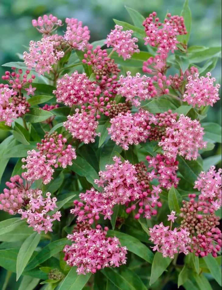Pink Swamp Milkweed Live Plant, Asclepias Incarnata, Perennial Flower, Set of 2, 4-8 Inch Tall - Image 7