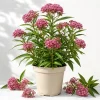 Pink Swamp Milkweed Live Plant, Asclepias Incarnata, Perennial Flower, Set of 2, 4-8 Inch Tall - Image 1