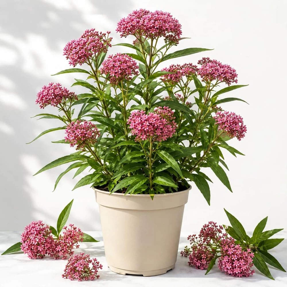 Pink Swamp Milkweed Live Plant, Asclepias Incarnata, Perennial Flower, Set of 2, 4-8 Inch Tall - Image 1