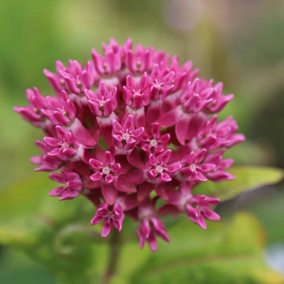 Pink Swamp Milkweed Plants Live – Set of 4 – Perennial Flowers – 4-8 Inch Tall - Image 4
