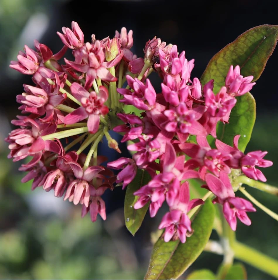 Pink Swamp Milkweed Plants Live – Set of 4 – Perennial Flowers – 4-8 Inch Tall - Image 5