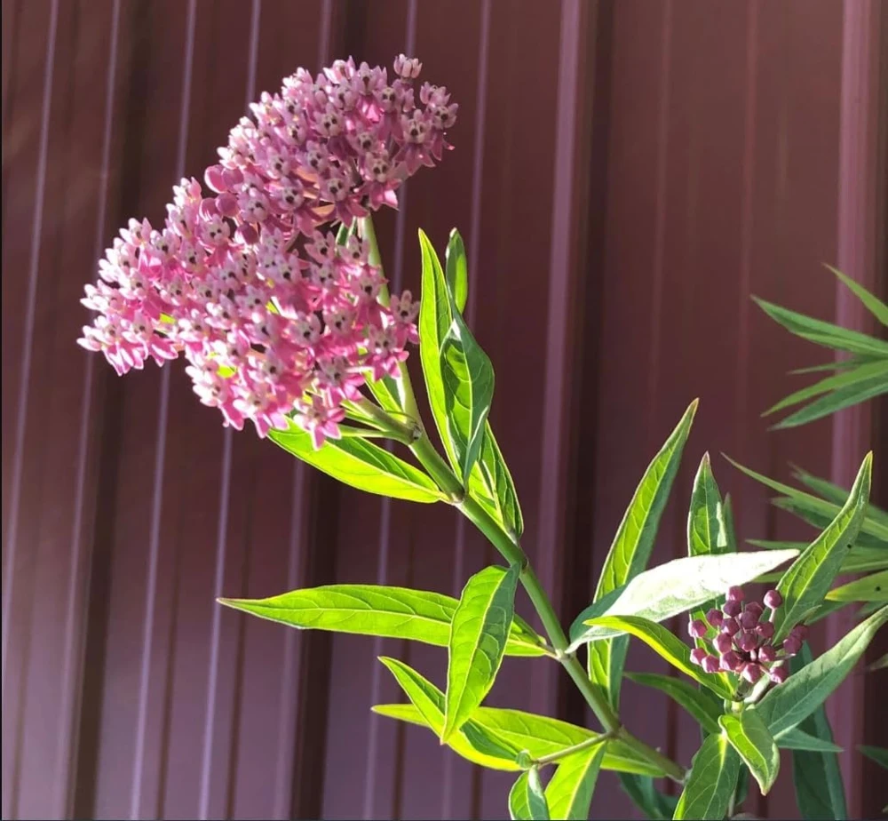 Pink Swamp Milkweed Plants Live – Set of 4 – Perennial Flowers – 4-8 Inch Tall - Image 6