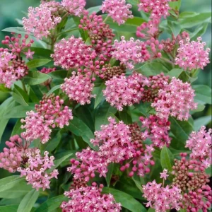 Pink Swamp Milkweed Plants Live – Set of 4 – Perennial Flowers – 4-8 Inch Tall - Image 7