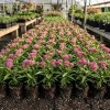 Pink Swamp Milkweed Plants Live – Set of 4 – Perennial Flowers – 4-8 Inch Tall - Image 1