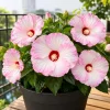 Pink White Hibiscus Plant Live, Hardy Tropical Shrub, 4-8 Inch Tall - Image 1
