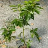 Pinkerton Avocado Live Tree - Grafted Fruit Tree - Persea Americana - Image 1