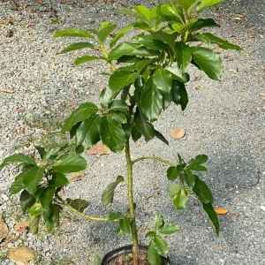 Pinkerton Avocado Live Tree - Grafted Fruit Tree - Persea Americana - Image 1
