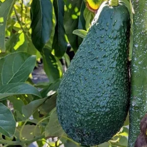 Pinkerton Avocado Live Tree - Grafted Fruit Tree - Persea Americana - Image 4