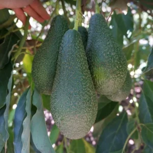 Pinkerton Avocado Live Tree - Grafted Fruit Tree - Persea Americana - Image 6