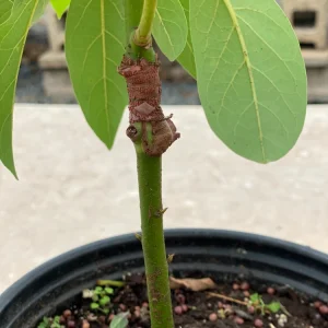Pinkerton Avocado Live Tree - Grafted Fruit Tree - Persea Americana - Image 7