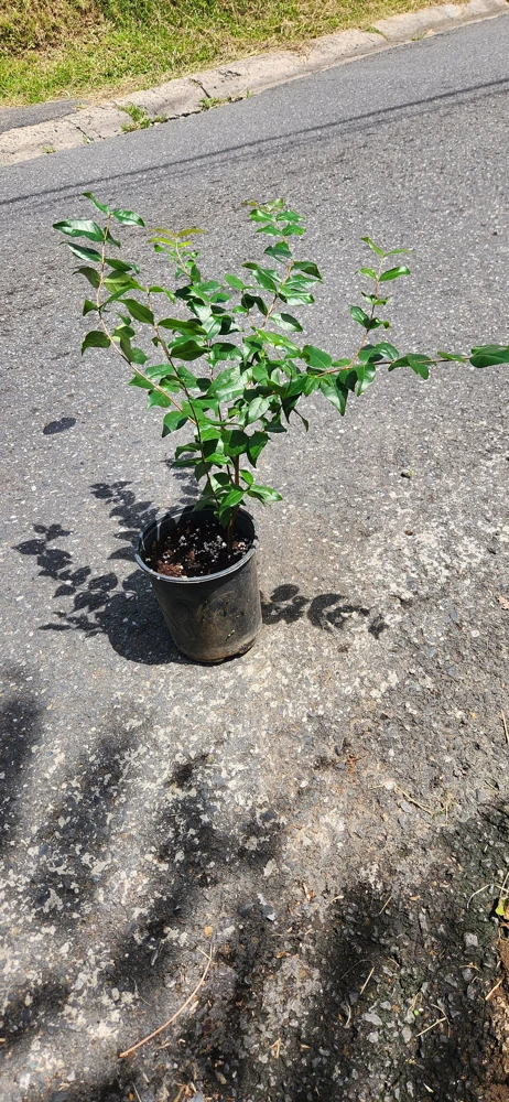 Pitanga Surinam Cherry Live Plant (Eugenia uniflora) 12-18 inch – Edible Fruit Shrub - Image 2