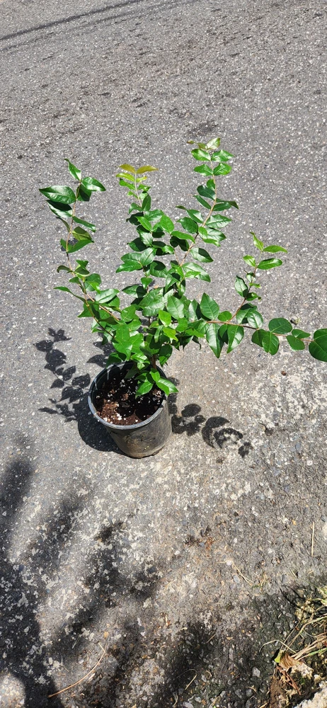 Pitanga Surinam Cherry Live Plant (Eugenia uniflora) 12-18 inch – Edible Fruit Shrub - Image 3