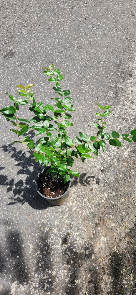 Pitanga Surinam Cherry Live Plant (Eugenia uniflora) 12-18 inch – Edible Fruit Shrub - Image 4