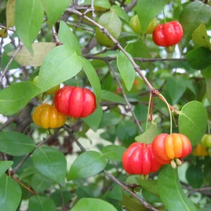 Pitanga Surinam Cherry Live Plant (Eugenia uniflora) 12-18 inch – Edible Fruit Shrub - Image 1