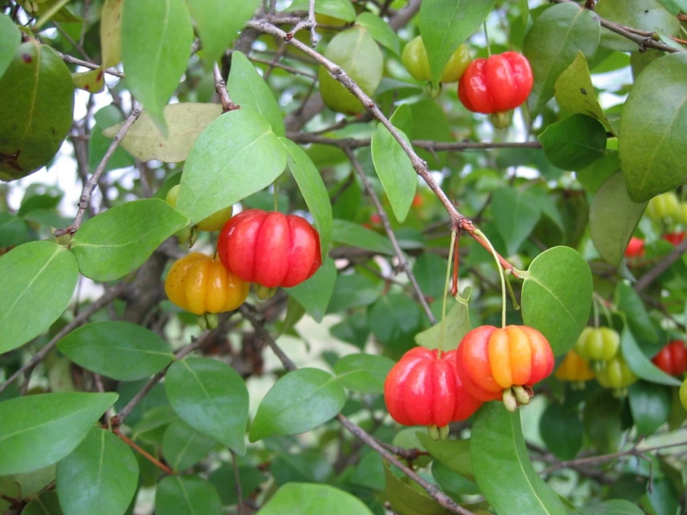 Pitanga Surinam Cherry Live Plant (Eugenia uniflora) 12-18 inch – Edible Fruit Shrub - Image 1