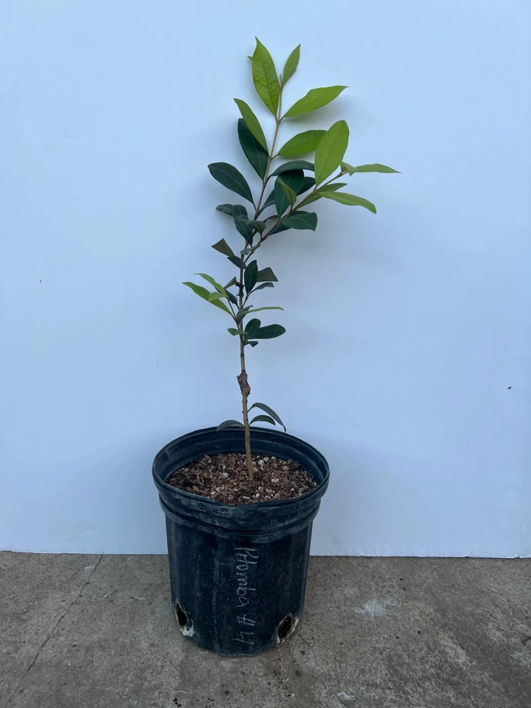 Pitomba Live Fruit Tree – Eugenia luschnathiana – 12-24 inch Tall Plant - Image 3