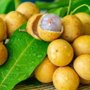 Pitomba Live Fruit Tree – Eugenia luschnathiana – 12-24 inch Tall Plant - Image 5