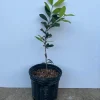 Pitomba Live Tree - Eugenia luschnathiana - 2 Ft Fruit Plant - Image 1