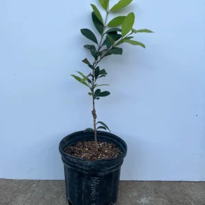 Pitomba Live Tree - Eugenia luschnathiana - 2 Ft Fruit Plant - Image 1
