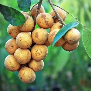 Pitomba Live Tree - Eugenia luschnathiana - 2 Ft Fruit Plant - Image 2