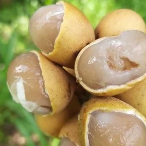 Pitomba Live Tree - Eugenia luschnathiana - 2 Ft Fruit Plant - Image 3