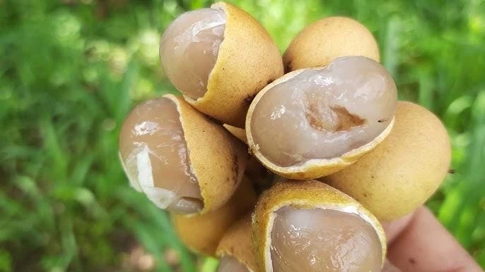 Pitomba Live Tree - Eugenia luschnathiana - 2 Ft Fruit Plant - Image 3