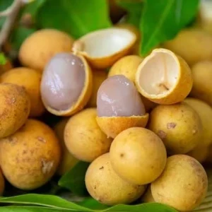 Pitomba Live Tree - Eugenia luschnathiana - 2 Ft Fruit Plant - Image 4