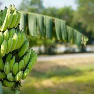 Plantain Live Fruit Plant - Musa paradisiaca - 10-18 inch Potted - Image 2
