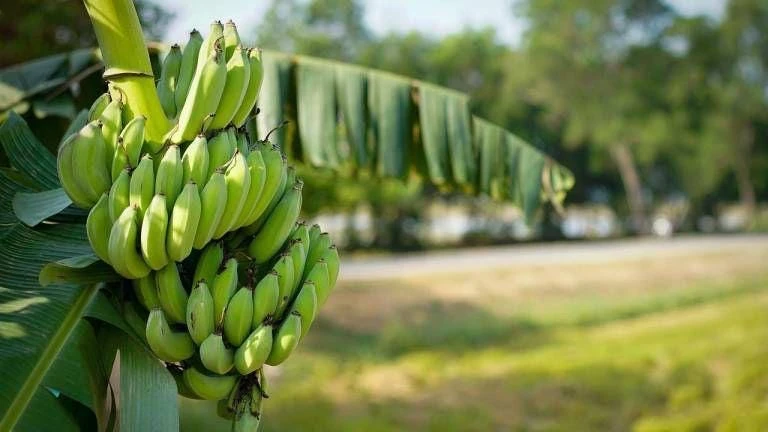 Plantain Live Fruit Plant - Musa paradisiaca - 10-18 inch Potted - Image 2