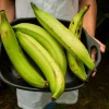Plantain Live Fruit Plant - Musa paradisiaca - 10-18 inch Potted - Image 1
