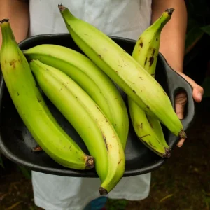 Plantain Live Fruit Plant - Musa paradisiaca - 10-18 inch Potted - Image 1