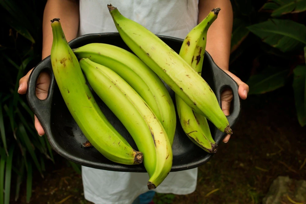 Plantain Live Fruit Plant - Musa paradisiaca - 10-18 inch Potted - Image 1