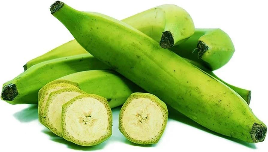 Plantain Live Fruit Plant - Musa paradisiaca - 10-18 inch Potted - Image 3