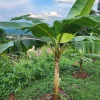 Plantain Seeds Musa Sapientum - Grow Tropical Banana Fruit - Image 1