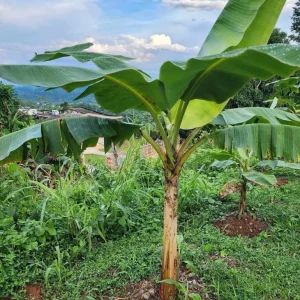 Plantain Seeds Musa Sapientum - Grow Tropical Banana Fruit - Image 1