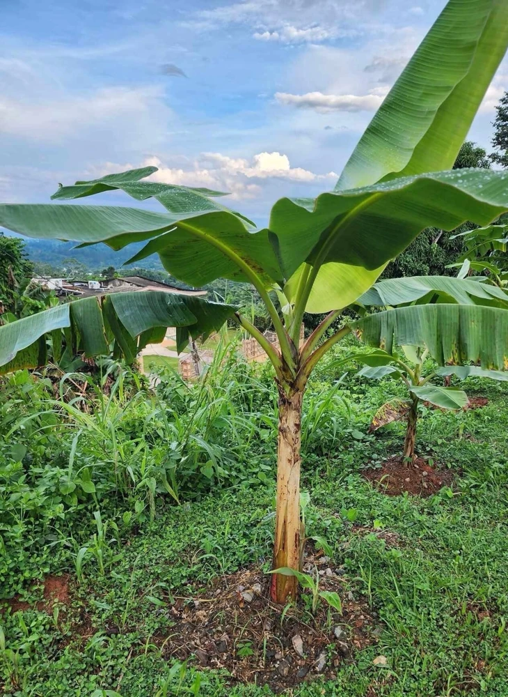 Plantain Seeds Musa Sapientum - Grow Tropical Banana Fruit - Image 1