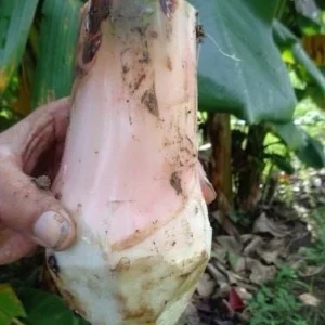 Plantain Seeds Musa Sapientum - Grow Tropical Banana Fruit - Image 7