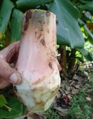 Plantain Seeds Musa Sapientum - Grow Tropical Banana Fruit - Image 7