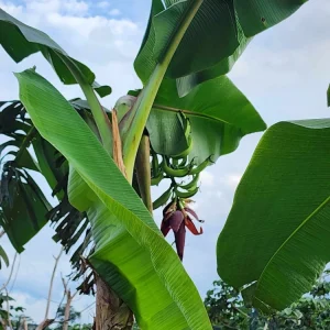 Plantain Seeds Musa Sapientum - Grow Tropical Banana Fruit - Image 8