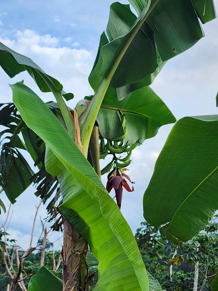 Plantain Seeds Musa Sapientum - Grow Tropical Banana Fruit - Image 8