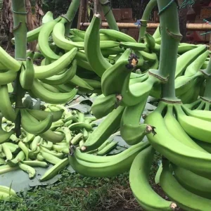 Plantain Seeds Musa Sapientum - Grow Tropical Banana Fruit - Image 9