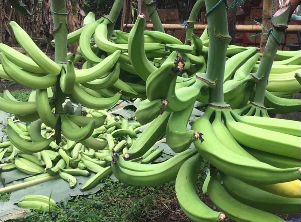 Plantain Seeds Musa Sapientum - Grow Tropical Banana Fruit - Image 9
