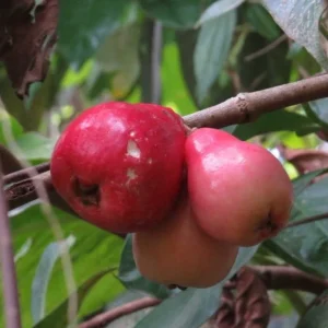 Pomarosa Wax Jambu Live Plant – Syzygium Jambos Fruit Tree – 3 ft Tall – Outdoor - Image 2