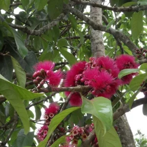 Pomarosa Wax Jambu Live Plant – Syzygium Jambos Fruit Tree – 3 ft Tall – Outdoor - Image 3
