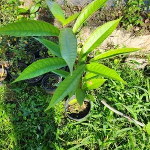 Pomarosa Wax Jambu Live Plant – Syzygium Jambos Fruit Tree – 3 ft Tall – Outdoor - Image 5