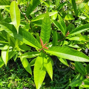 Pomarosa Wax Jambu Live Plant – Syzygium Jambos Fruit Tree – 3 ft Tall – Outdoor - Image 6