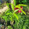 Pomarosa Wax Jambu Live Plant – Syzygium Jambos Fruit Tree – 3 ft Tall – Outdoor - Image 1