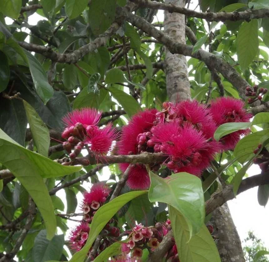 Pomarosa Wax Jambu Red Live Fruit Tree (Syzygium jambos) 1-2ft Tall Outdoor - Image 2