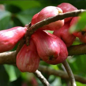 Pomarosa Wax Jambu Red Live Fruit Tree (Syzygium jambos) 1-2ft Tall Outdoor - Image 3